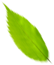 Leaf 1
