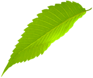 Leaf 10