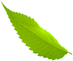 Leaf 11