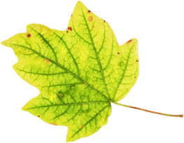 Leaf 12