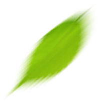 Leaf 13