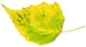 Leaf 14