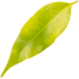Leaf 15