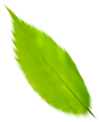 Leaf 2