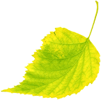 Leaf 3