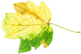 Leaf 4