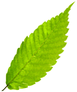 Leaf 5