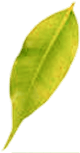 Leaf 6