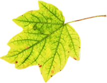Leaf 7