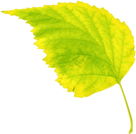 Leaf 8