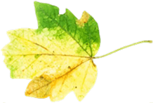 Leaf 9